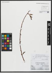 Foto von Salix alba L.